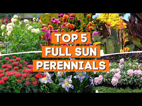 5 Full-Sun Perennials That Thrive in a Garden With Lots of Light  ☀️✨💛