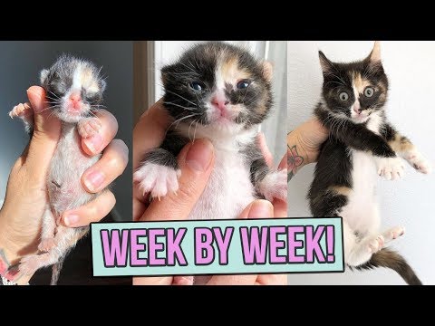 Learn How Baby Kittens Grow: 0-8 Weeks!