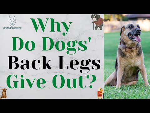 Why Do Dogs' Back Legs Give Out? (why this happens in old dogs)
