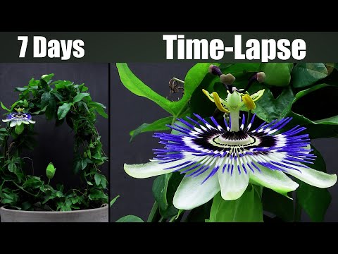 Passion Flowers Blooming Time Lapse