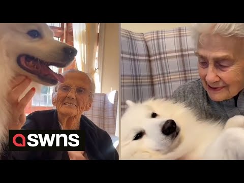 Care home residents enjoy visits from therapy dogs | SWNS