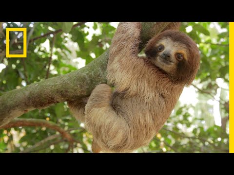 Rainforests 101 | National Geographic