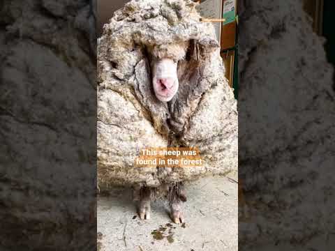 Sheep Covered In 80 Pounds Worth Of Wool Makes The Most Insane Transformation | The Dodo