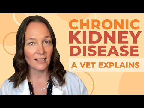 Chronic Kidney Disease in Cats: A Vet Explains