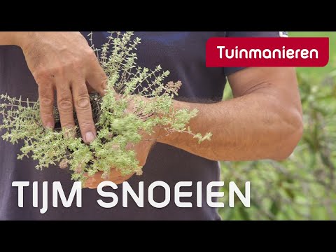 Hoe snoei je Tijm? | Snoeien | Tuinmanieren