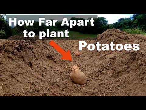 How Far Apart To Plant Potatoes (Are You Planting Them Wrong?)