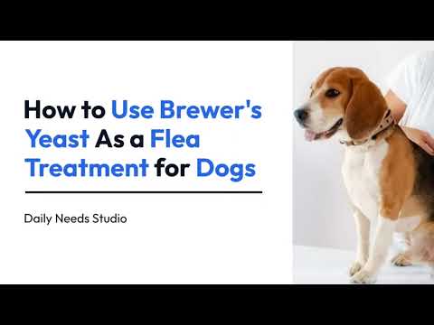 How to Use Brewer's Yeast As a Flea Treatment for Dogs | Daily Needs Studio