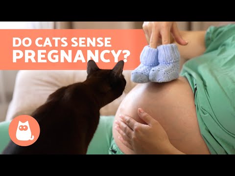 Can CATS Sense a Woman Is PREGNANT? 🤰🏻🐈