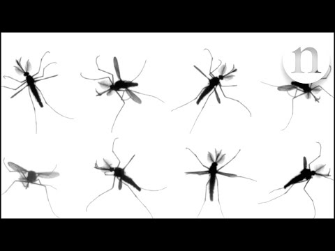 The mystery of mosquito flight