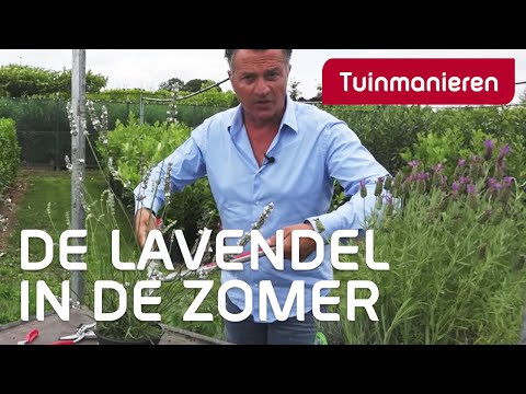 Lavendel snoeien in de zomer: hoe doe je dat? | Tuinmanieren