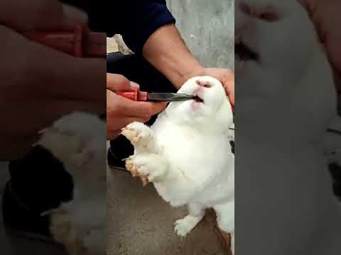 Rabbit's teeth are too long, affecting eating and must be cut off