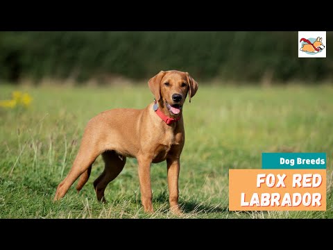 Fox Red Labrador: Everything to Know About The Stunning Ruby Labrador!