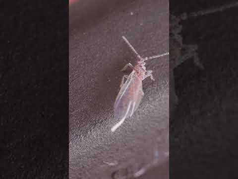What Do Male Mealybugs Look Like?