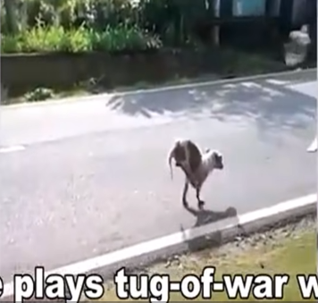 Rescue Reveals Heartwarming Truth Behind His Mysterious Actions—[Full video in cᴑmments]👇