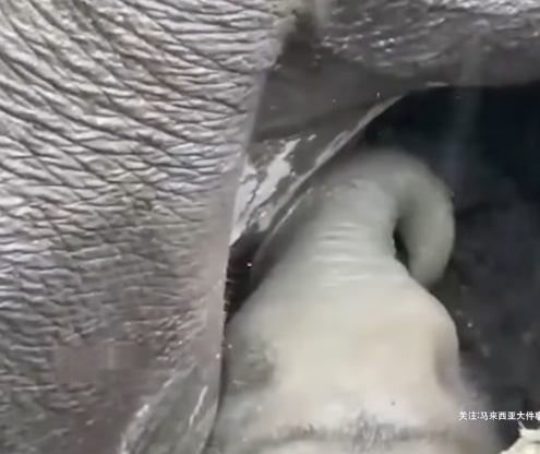 “The most touching animal rescue! All living beings have spirituality.”