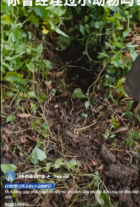 “Have you ever buried a dead little animal?”