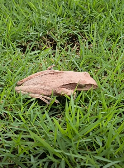 “Golden toad! Those who see it will become very wealthy.”