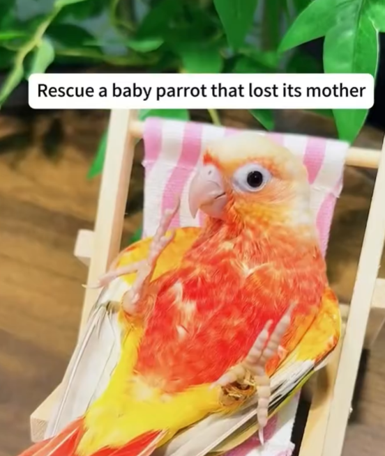 Rescue baby parrot lost its mother rescue animals petsoft… Beautiful Dogs Love