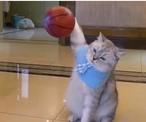 2.9K views reactions Rescue cat trapped in crack in wall rescue animals kitten Beautiful Dogs Love (1)